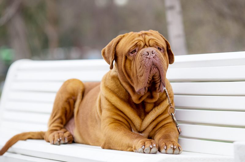 how much is a dogue de bordeaux puppy