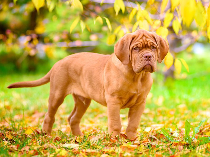 Dogue de Bordeaux Puppies Animal Kingdom Arizona