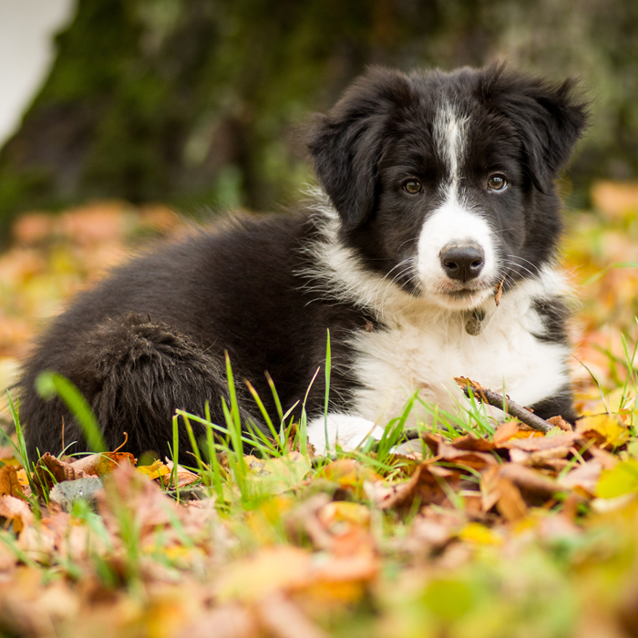 Border Collie Puppies Animal Kingdom Arizona