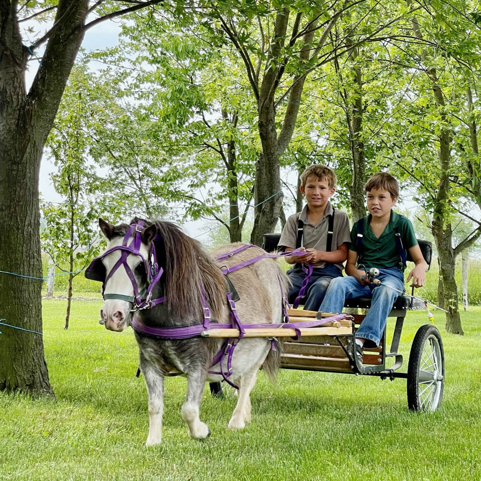 Young Amish boys riding in a horse-drawn buggy