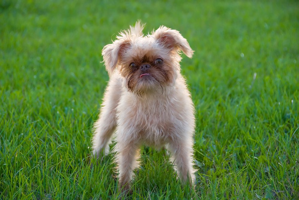 Miniature brussels sales griffon