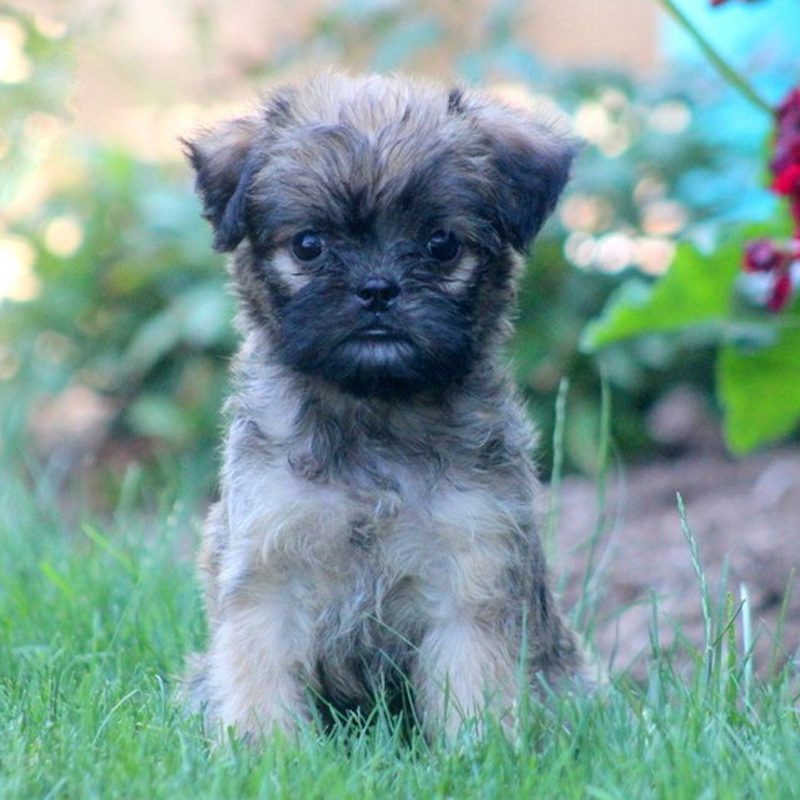 Broodle Griffon Puppies Animal Kingdom Arizona