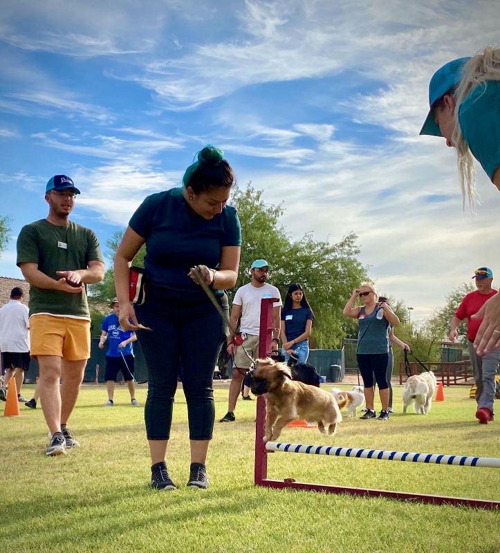 Puppy and employee participating together in some agility training