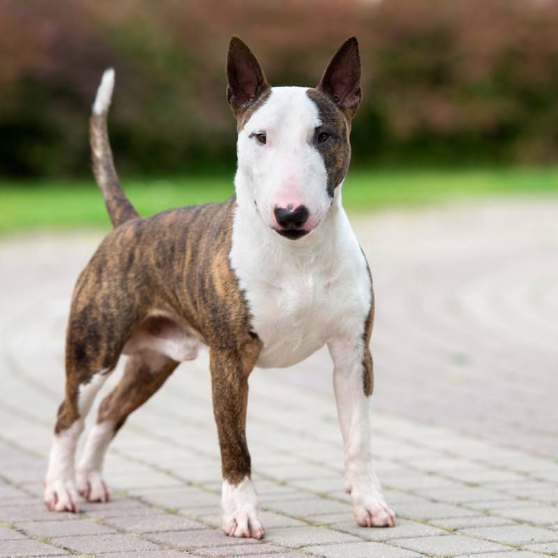 Bull Terrier Puppies Animal Kingdom Puppies N Love