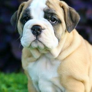 Bull Pug Puppies For Sale Available in Phoenix Tucson AZ