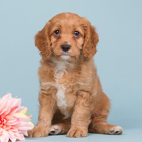 Cavapoo sales short hair