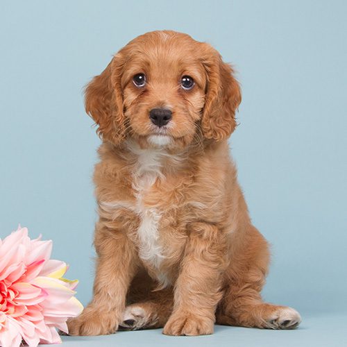 cavapoo