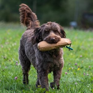 chesapeake poodle