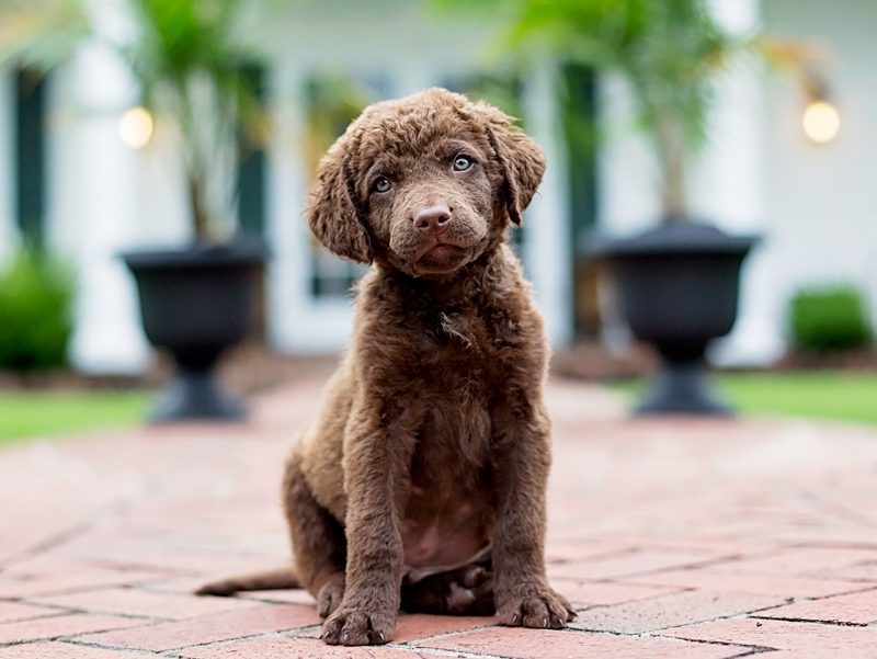 Chesapeake Bay Retriever Puppies Animal Kingdom Arizona