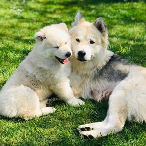 Chowsky Puppies For Sale Animal Kingdom Arizona