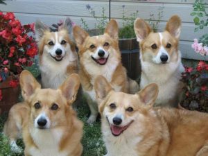 Pembroke Welsh Corgi Puppies For Sale Animal Kingdom Arizona