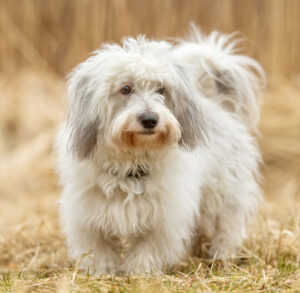 Coton De Tulear Puppies For Sale Animal Kingdom Arizona