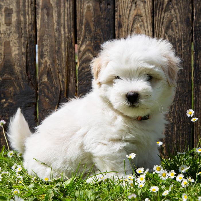 Coton De Tulear Puppies Animal Kingdom Arizona