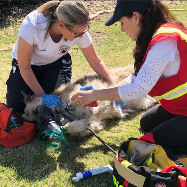 CPIC founder helping a dog