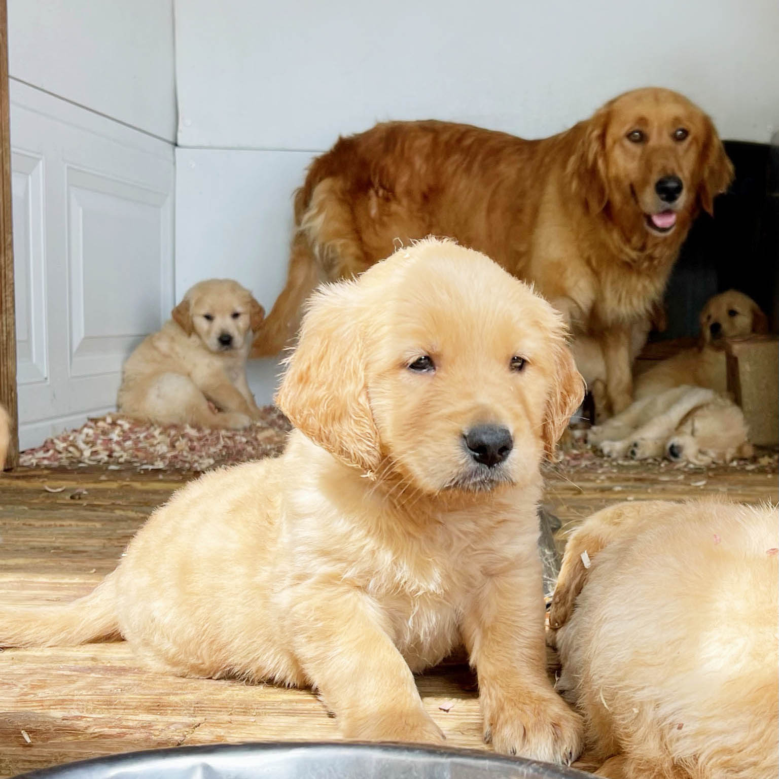 Amish golden retriever sales breeders