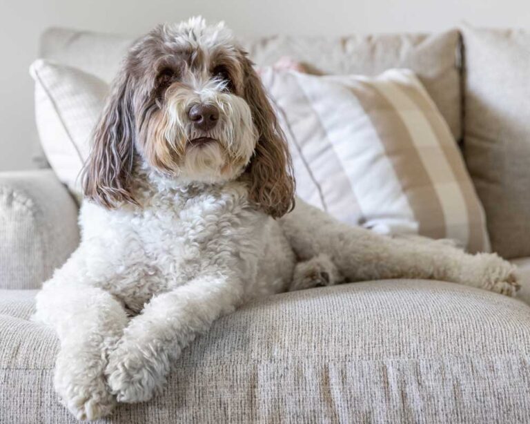 All About the Goldendoodle Animal Kingdom Puppies N Love