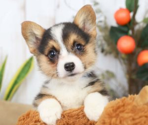 cute puppy posing for picture