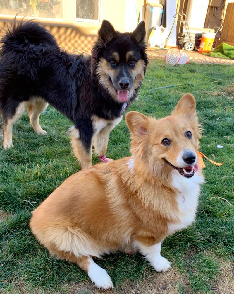 Daisy the Corgi enjoying time with playmates