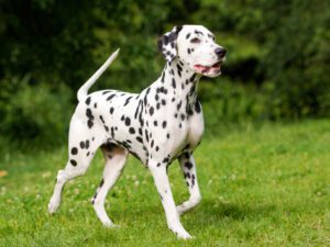 dalmation for sale