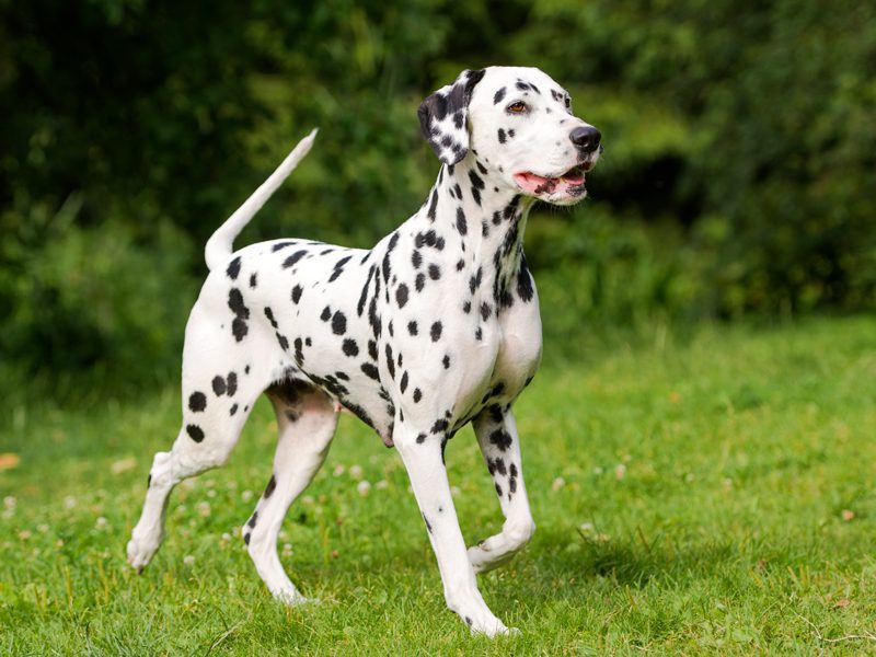 do dalmatian puppies have spots