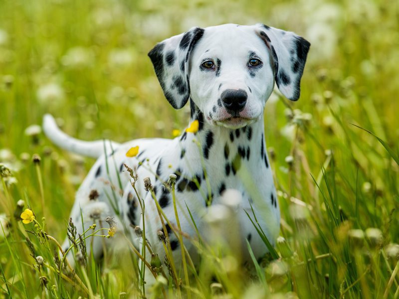 Dalmatian Puppies Animal Kingdom Arizona