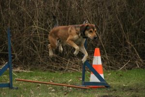 dog jumping over obstacle