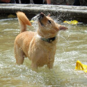 dog in pool of water