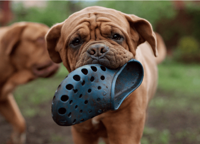 Dogue de Bordeaux puppy holding a shoe