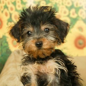 yorkie and dachshund mix for sale