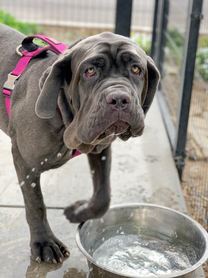 Duchess enjoys a drink