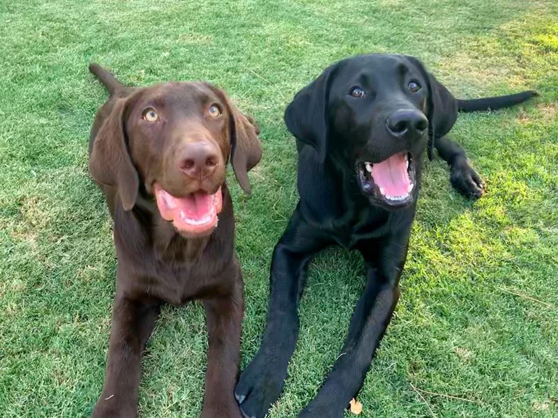 Duke and Louie relaxing in their back yard