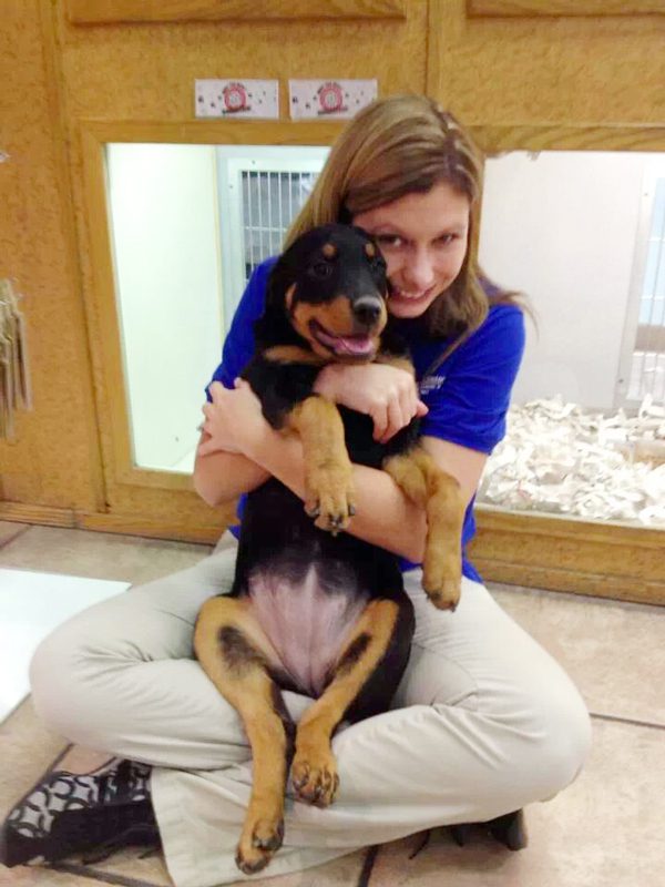 Store associate interacting with a Rottweiler