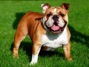 puppy bulldog