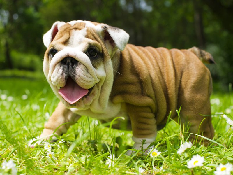 English Bulldog Puppies Animal Kingdom Arizona