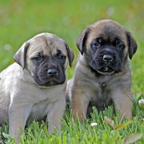 English Mastiff Puppies Animal Kingdom Arizona