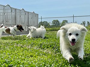 Steven L Graber Puppies Animal Kingdom Arizona