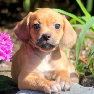 Freagle Puppies For Sale Animal Kingdom Arizona