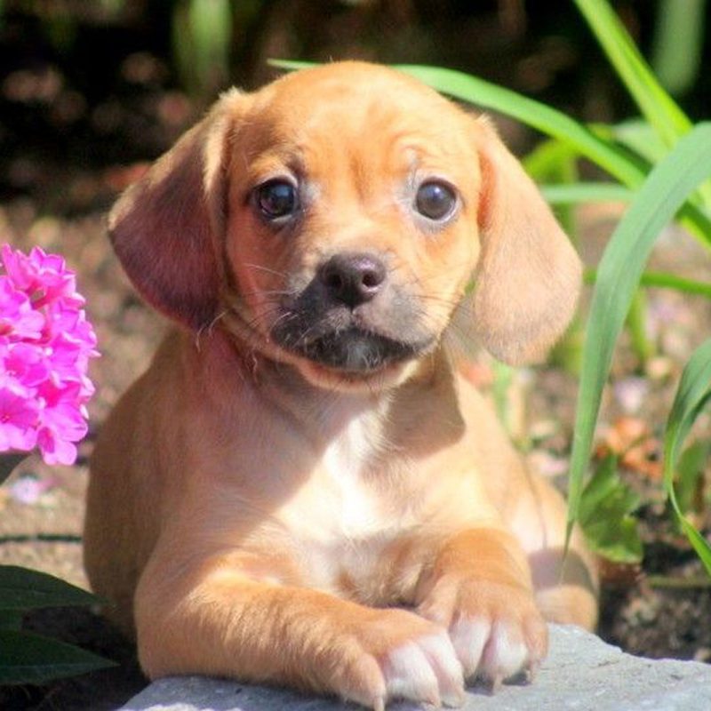 Frenchie and beagle mix cheap