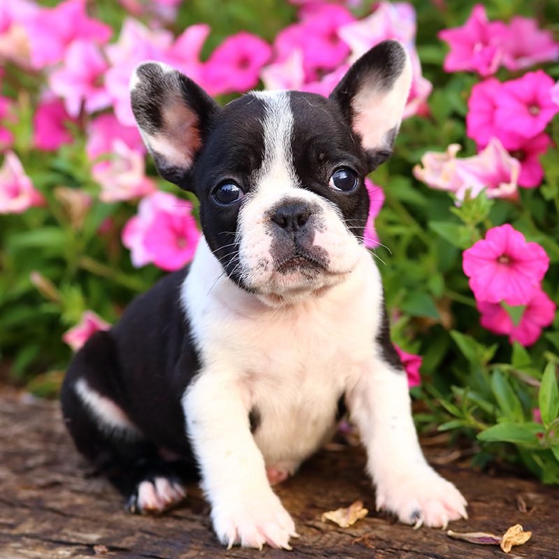 French Bulldog Puppies Animal Kingdom Arizona