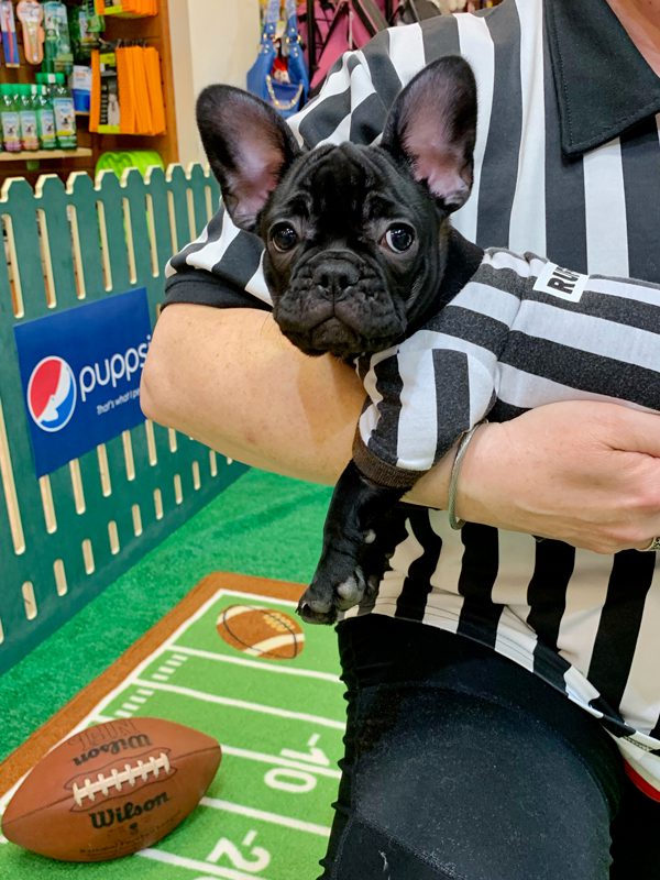 French Bulldog Referee