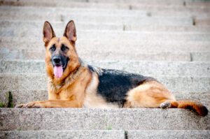 German Shepherd Puppies For Sale Animal Kingdom Arizona