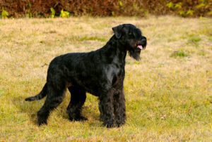 Giant Schnauzer Puppies For Sale Animal Kingdom Arizona