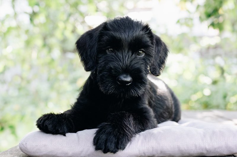 Giant Schnauzer Puppies Animal Kingdom Arizona