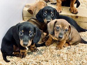 Glen Reiff Puppies Animal Kingdom Arizona