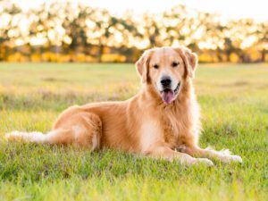 Golden Retriever Puppies Puppies For Sale Animal Kingdom Arizona