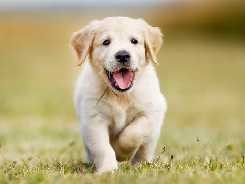 Golden Retriever Puppies Animal Kingdom Arizona