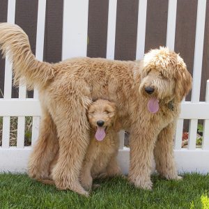 goldendoodle hypoallergenic cost