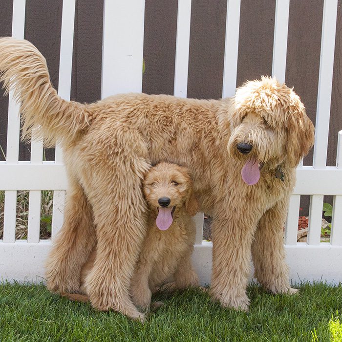 Goldendoodle Puppies by Moss Creek Goldendoodles in Florida - English  Goldendoodle Puppies