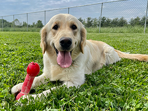 James Graber Puppies Animal Kingdom Arizona