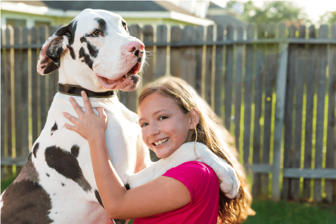 Young girl hugs a black and white Great Dane